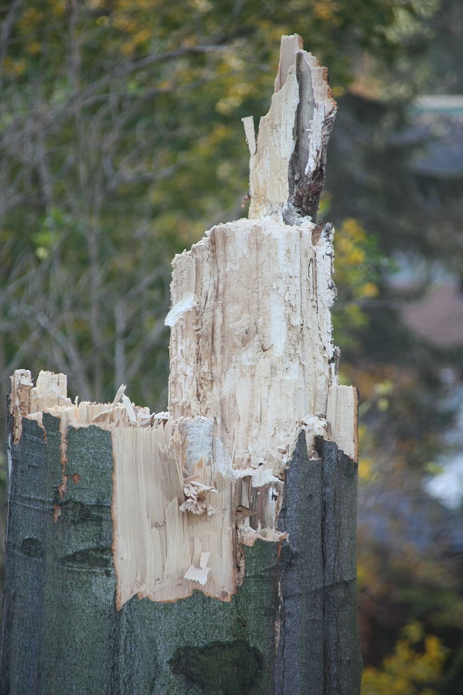 wood, fungus, rot, broken, nature, tree, strain, bark, wood - material, focus on foreground