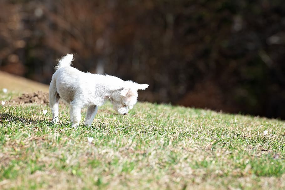 dog, white, meadow, mouse hole, maltese-havanese, hybrid, small dog, small, animal, pet