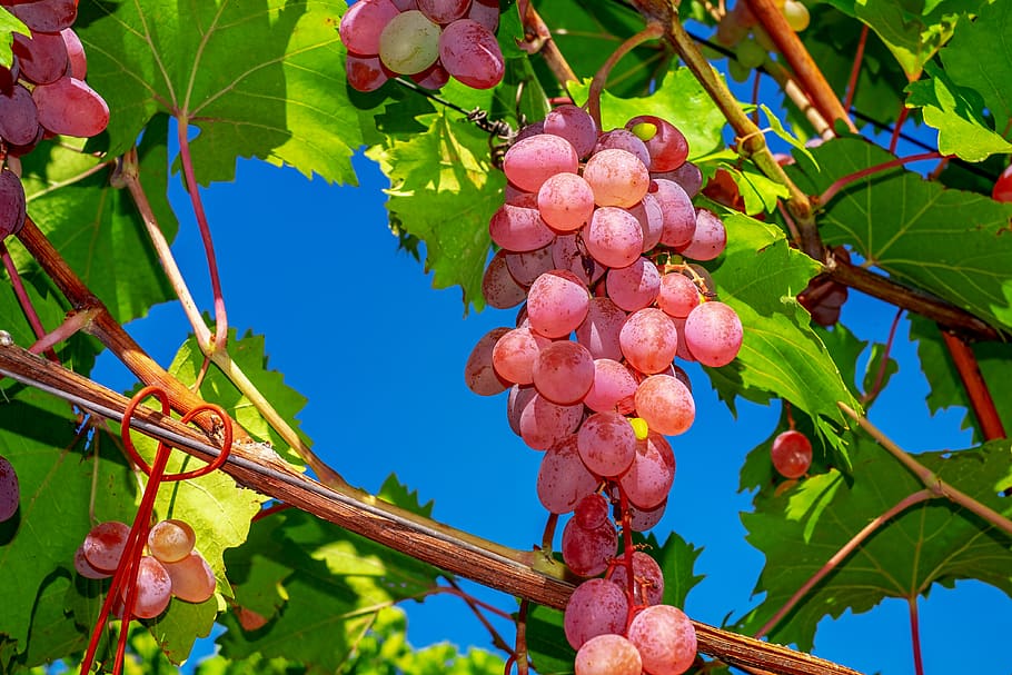 anggur, inti-kurang berharga anggur meja, buah, buah-buahan, matang, manis, stok anggur, vegetarian, vitamin, winegrowing