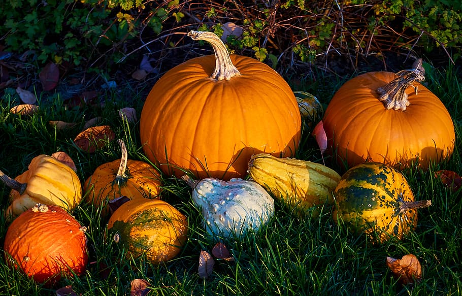 labu, musim gugur, dekorasi, labu hias, panen, oranye, syukur, dekorasi musim gugur, warna, halloween