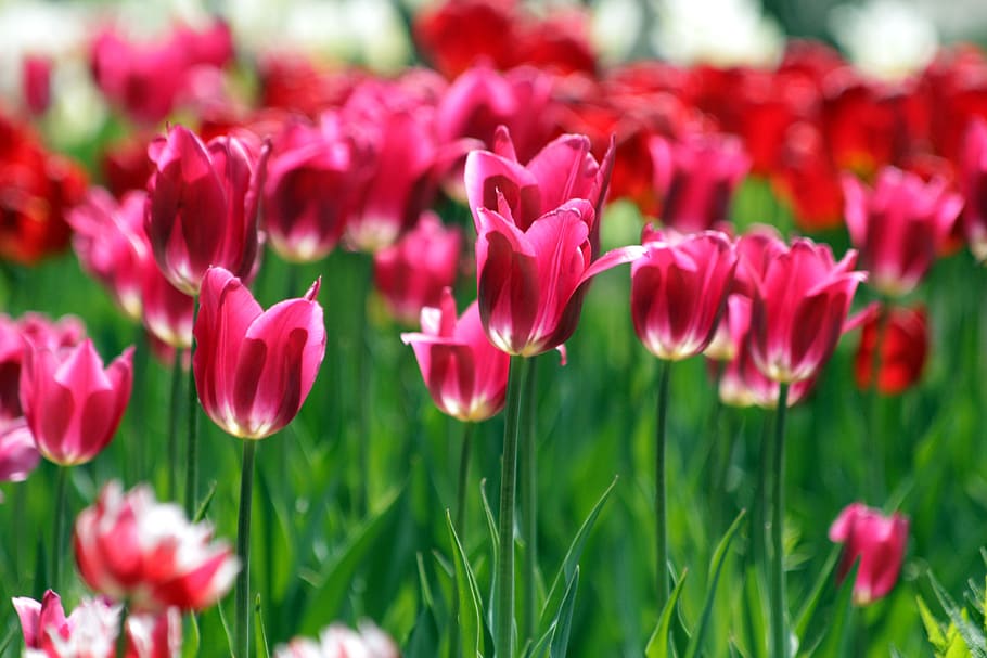 tulips, red tulips, burgundy, flowers, spring, beauty, nature, bright, spring flowers, flower bed