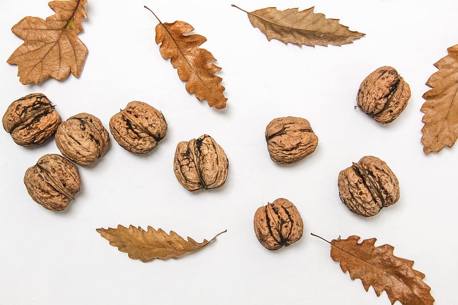 walnuts and leaves, autumn, brown, leaf, leaves, nut, nuts, walnut, walnuts, white