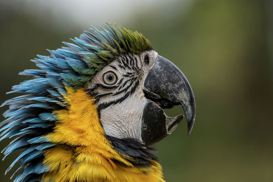 parrot, ara, exotic, yellow macaw, head, blue, feather, bird, plumage, animal world
