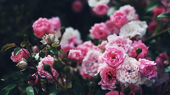 Royalty Free Rose Garden Photos Free Download Pxfuel