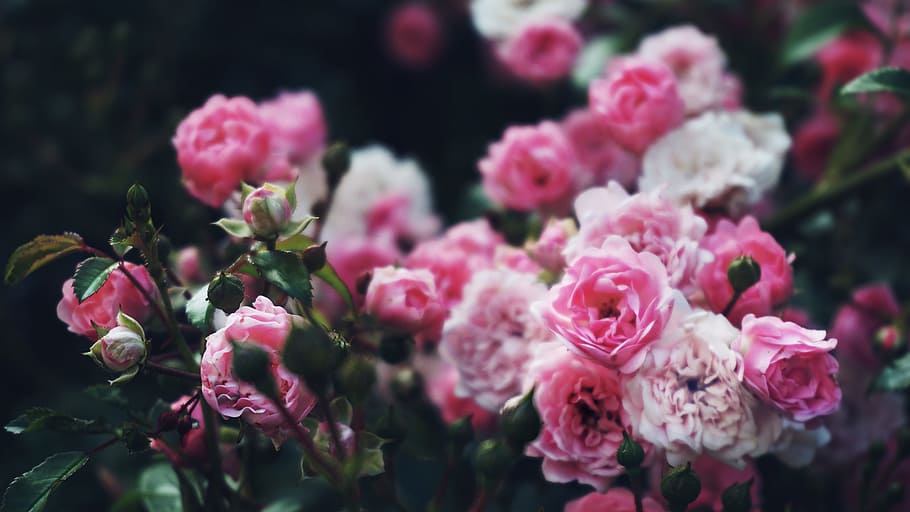 bunga, mawar, semak mawar, tanaman, taman, alam, merah muda, tanaman berbunga, kesegaran, keindahan di alam