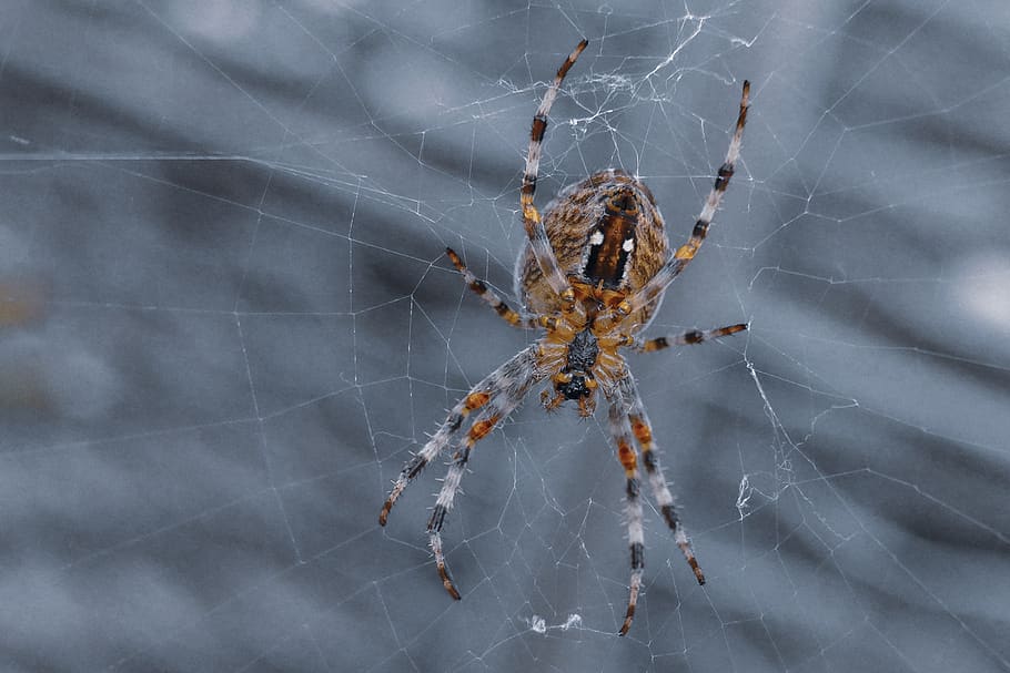 aranha, perigoso, assustador, natureza, inseto, com medo, teia de aranha, temas animais, aracnídeo, artrópode