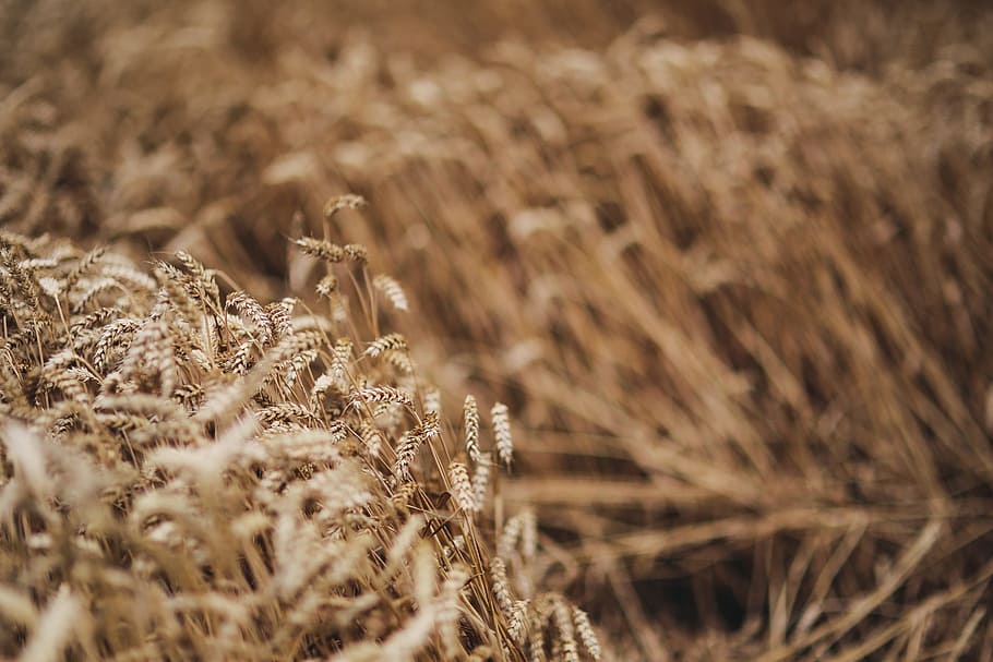 golden grain, summer, gold, golden, grain, field, wheat, countryside, selective focus, plant