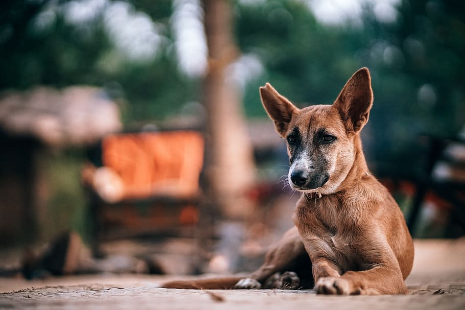 Fotos perro sucio libres de regalías | Pxfuel