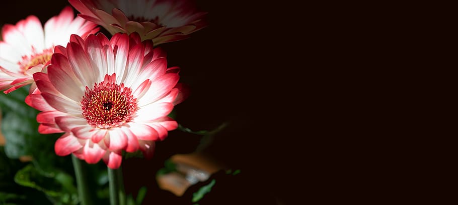 flowers, gerbera, pink, white, spring flowers, text dom, copy space, negative space, close up, flower