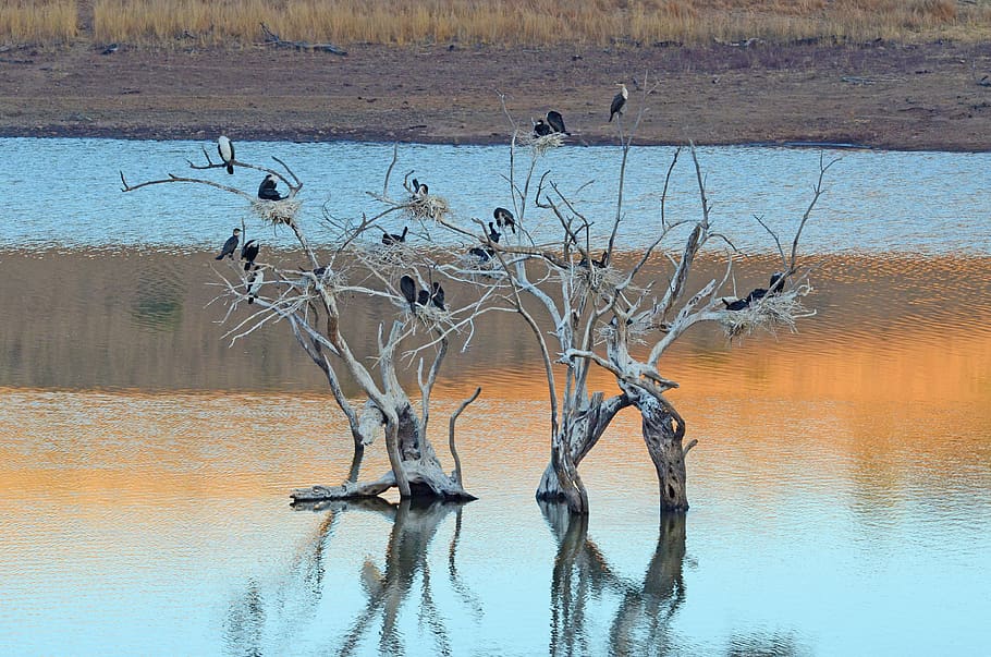 african, birds, roosting, tree, reflection, water, lake, nature, wildlife, exotic