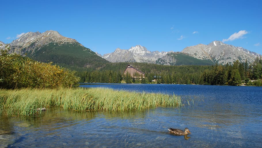lake, mountains, slovakia, nature, landscape, water, outdoor, wilderness, ducks, mountain