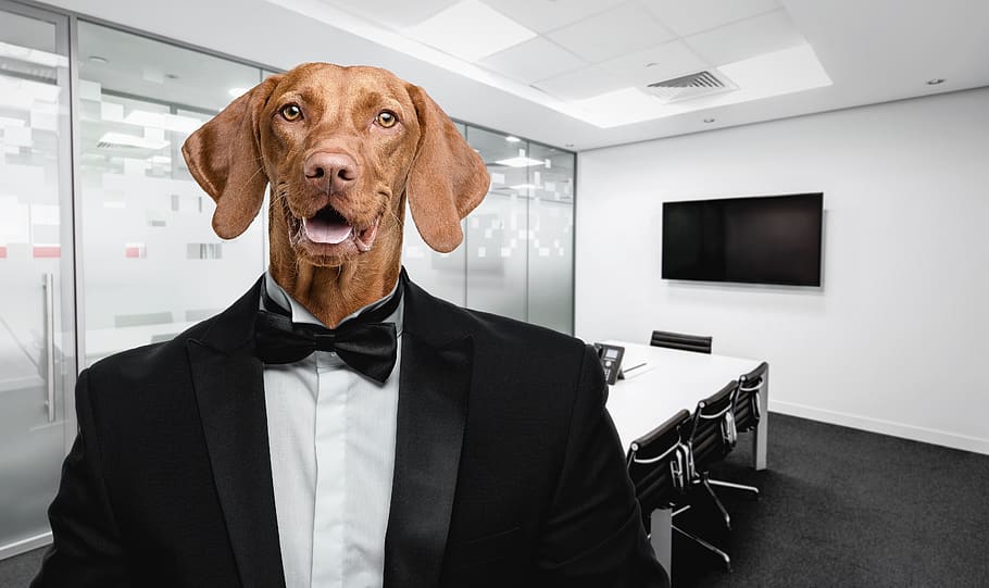 dog, suit, office, selfie, vizsla, businessman, portrait, fly, session, time