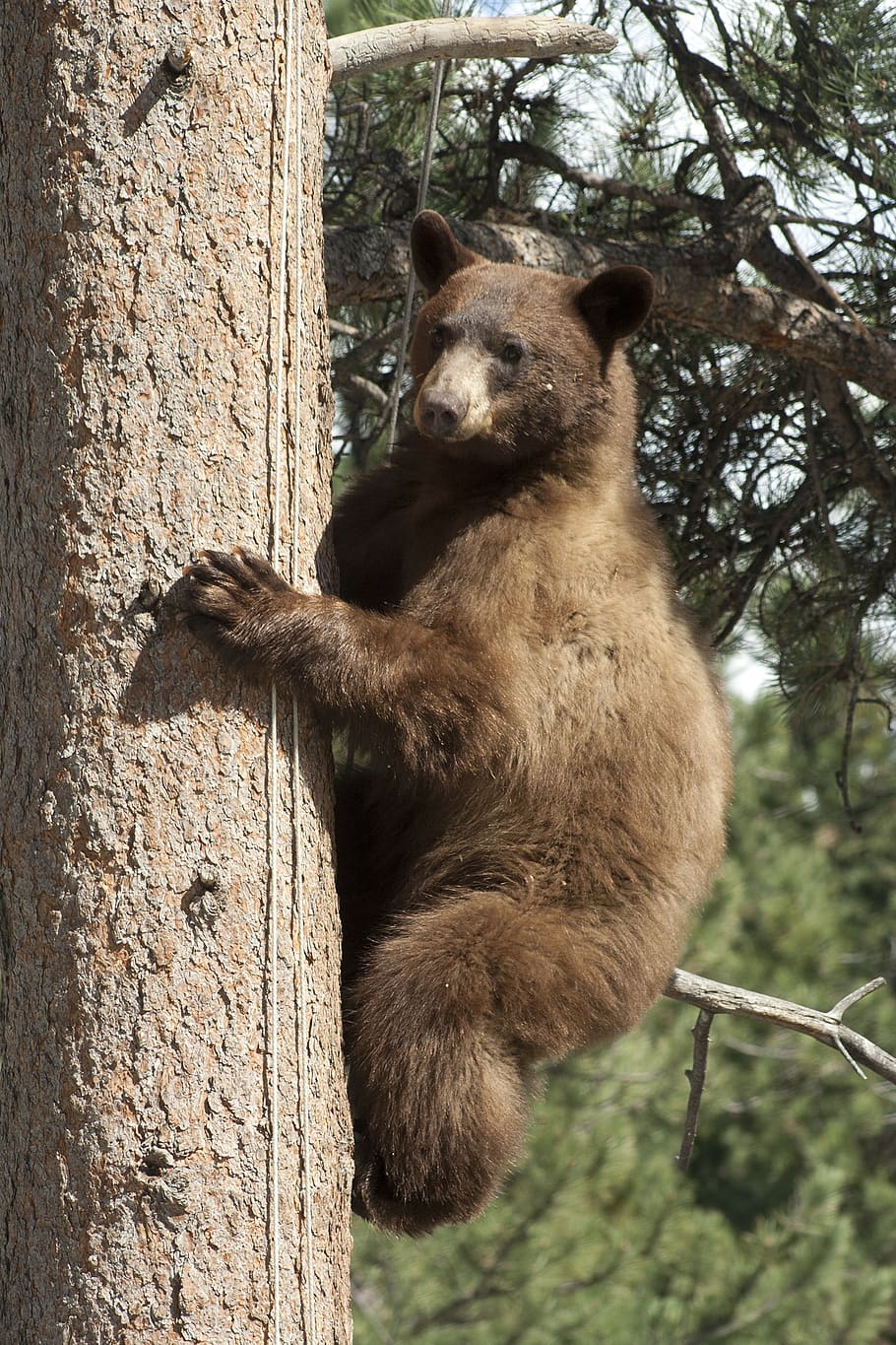 Tree bear