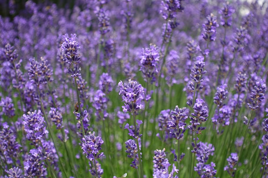 lavender field, lavender, flowers, flora, floral, lavender flowers, flower, flowering plant, purple, plant
