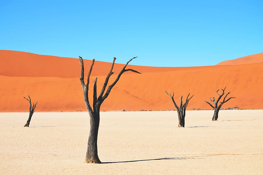 paisaje desértico, paisaje, áfrica, africano, contraste, muerto, desierto, arena, árbol, paisajes: naturaleza