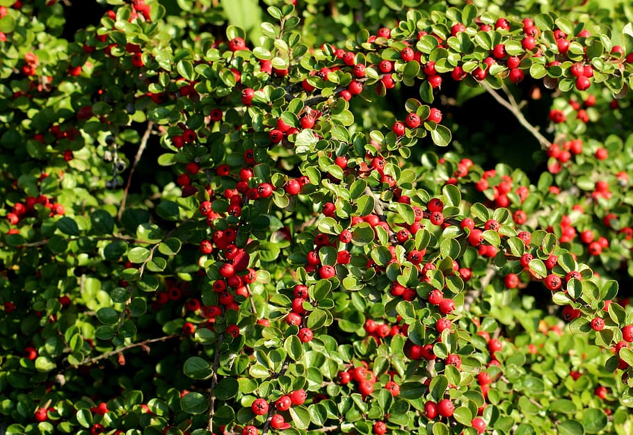 kotoneaster, buah merah, semak hias, musim gugur, merah, berry, manik-manik, di musim gugur, alam, tumbuh-tumbuhan