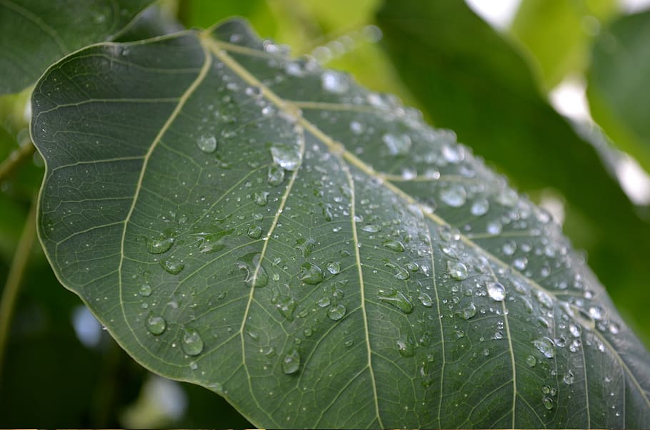 hujan # 2, dedaunan, alam, hujan, drop, basah, daun, air, bagian tanaman, warna hijau