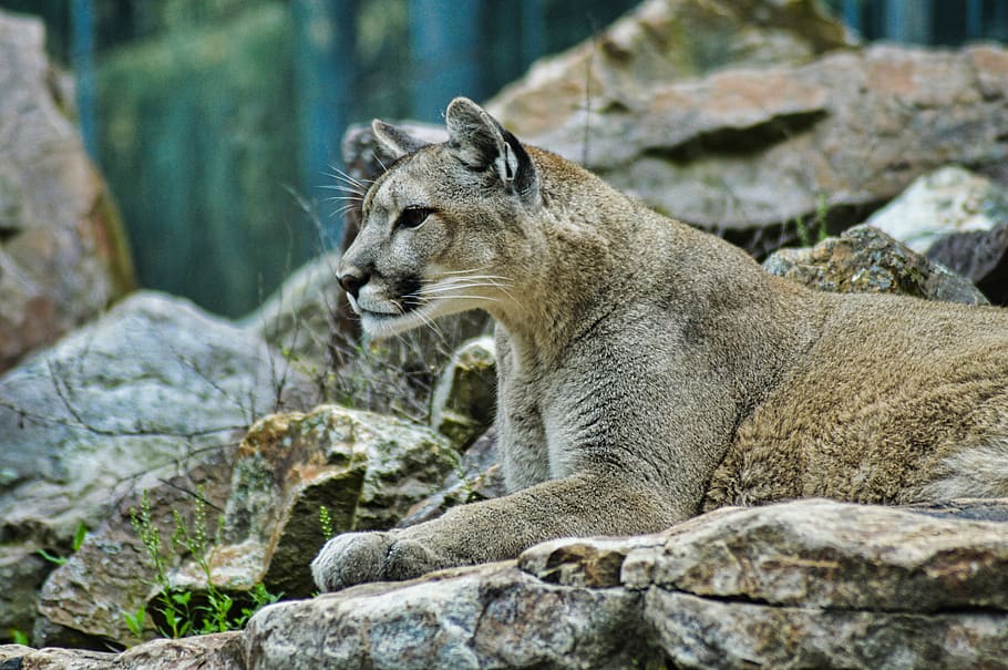 lion, puma, wildlife, animal, nature, cougar, cat, panther, mountain, feline