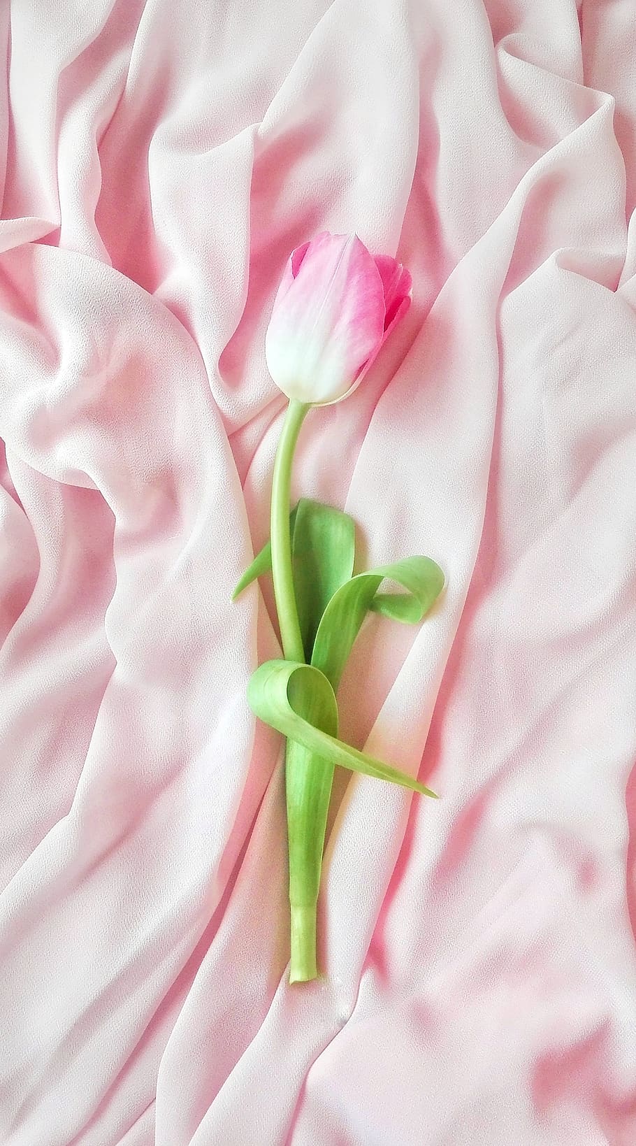 flower, plant, nature, tulip, flora, march 8, minimalism, pink, tenderness, flowering plant