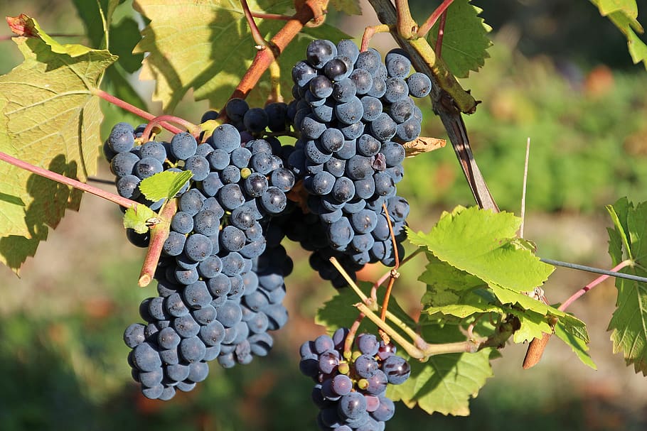 grapes, vines, wine, vineyard, winemaker, vintage, winegrowing, vine, sweet, healthy