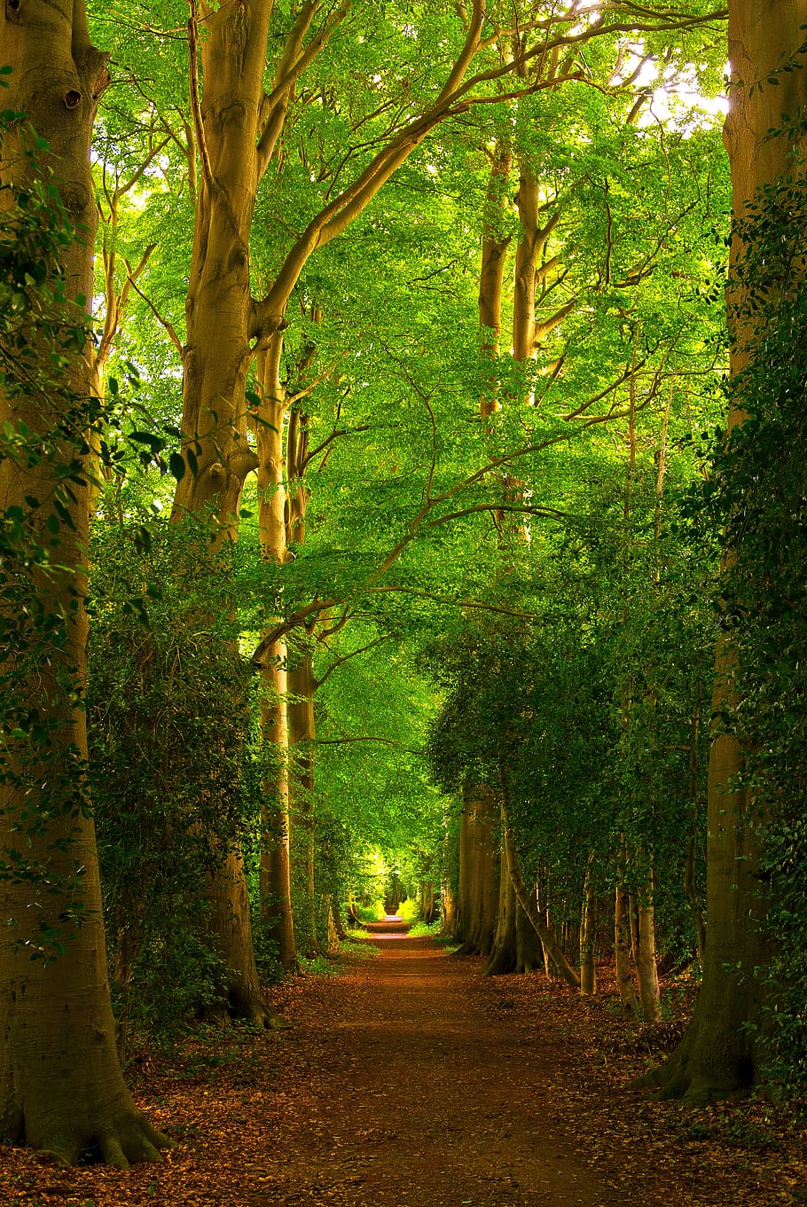 forest, trees, paths, forest path, landscape, nature, path, light, forests, leaves
