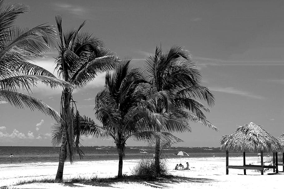 fort myers beach, florida, palm trees, west coast, shoreline, people, black and white, water, ocean, nature