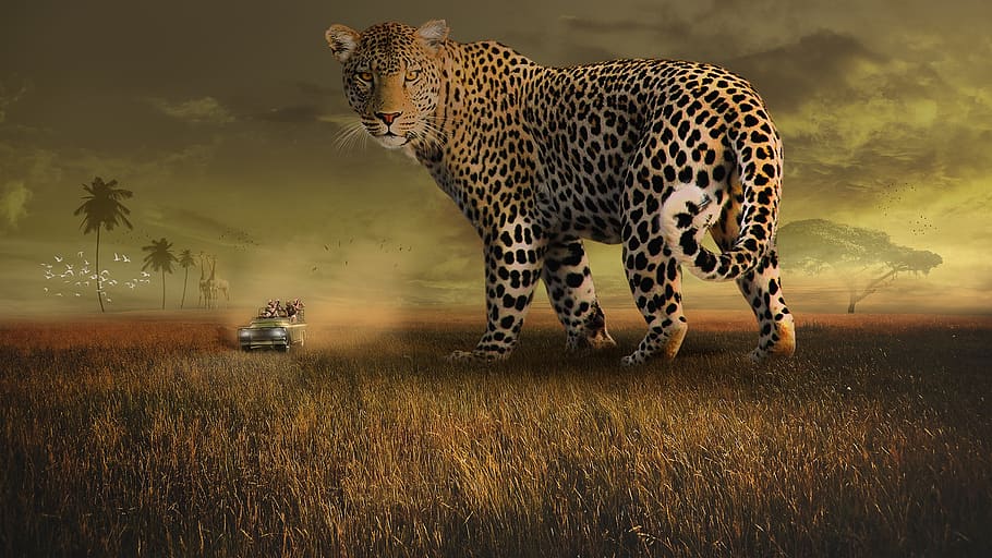 wildlife, leopard, spots, mammal, nature, cat, outdoors, africa, grassland, land rover