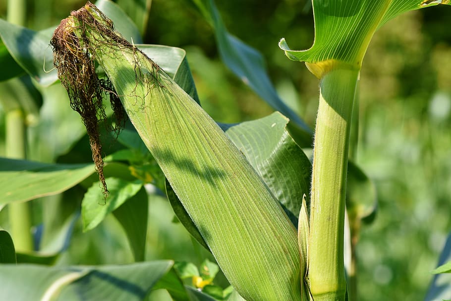 corn, corn on the cob, vegetables, agriculture, corn kernels, cornfield, field, fodder maize, harvest, food