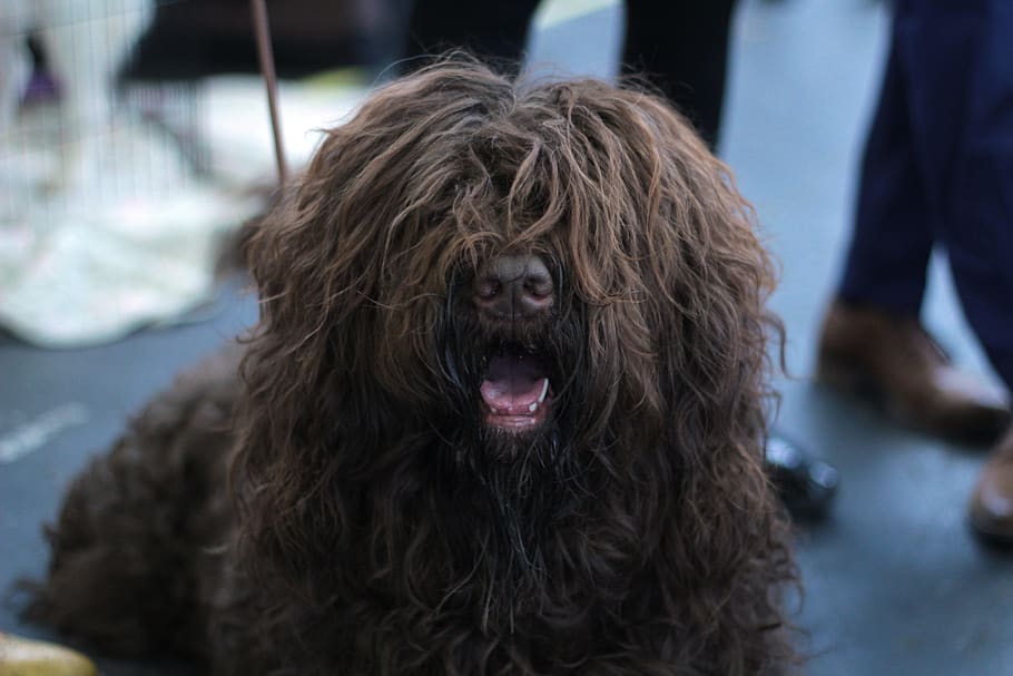 barbete, cão, exposição de cães, marrom, retrato, cabelos longos, nariz, ela, raça do cão, fotografia de cachorro