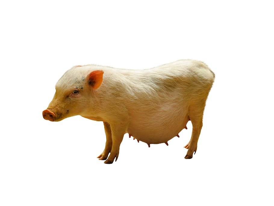 animals, pig, minnischwein, farm, domestic pig, isolated, sow, mammal, piglet, animal