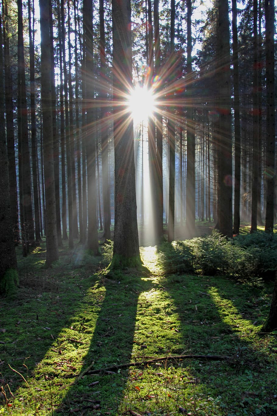 sol, rayo de sol, bosque, naturaleza, fondo, luz, luz solar, estado de ánimo, rayos, árbol