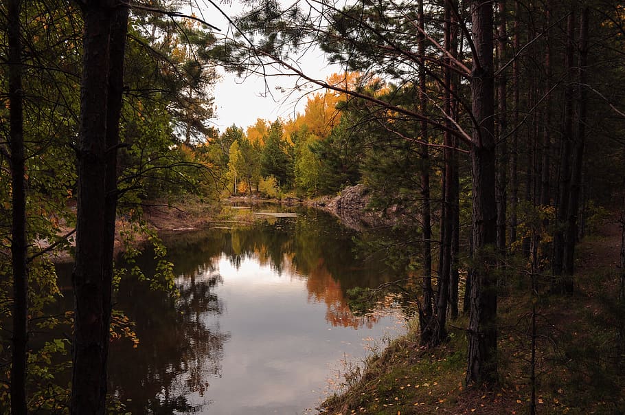 autumn, landscape, forest, nature, creek, lake, water, season, mysterious, rest