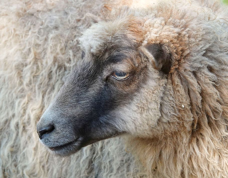 sheepshead, sheep, wool, close up, animal portrait, livestock, head, animal world, fur, pet