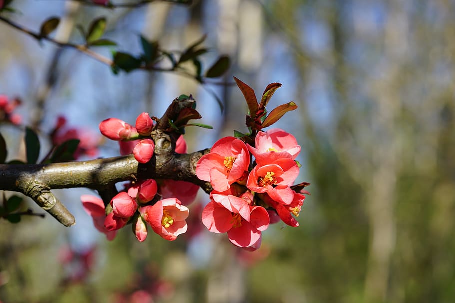 bill quince, bunga-bunga, merah, Jeruk, oranye merah, quince hias, chaenomeles, mawar, Rosaceae, tanaman hias