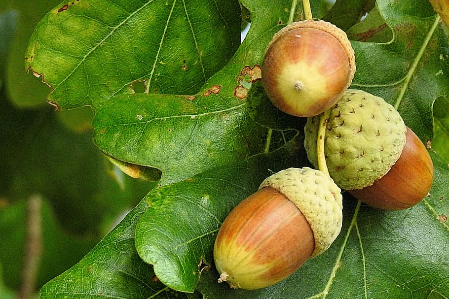 autumn, acorns, leaves, nature, oak, tree, fruit, food, healthy eating, food and drink