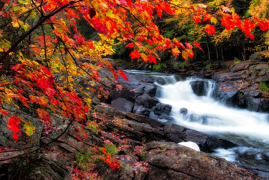 algonquin, musim gugur, cantik, keindahan, sungai kecil, kanada, riam, warna-warni, sungai, merah