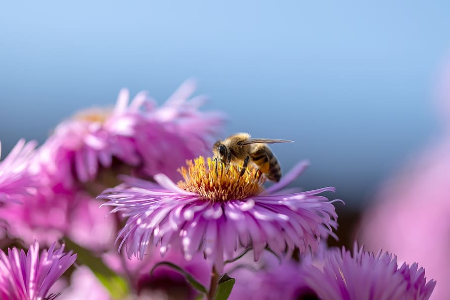 bee, flower, honey bee, save the bees, bright, animal world, yellow, insect, summer, close up