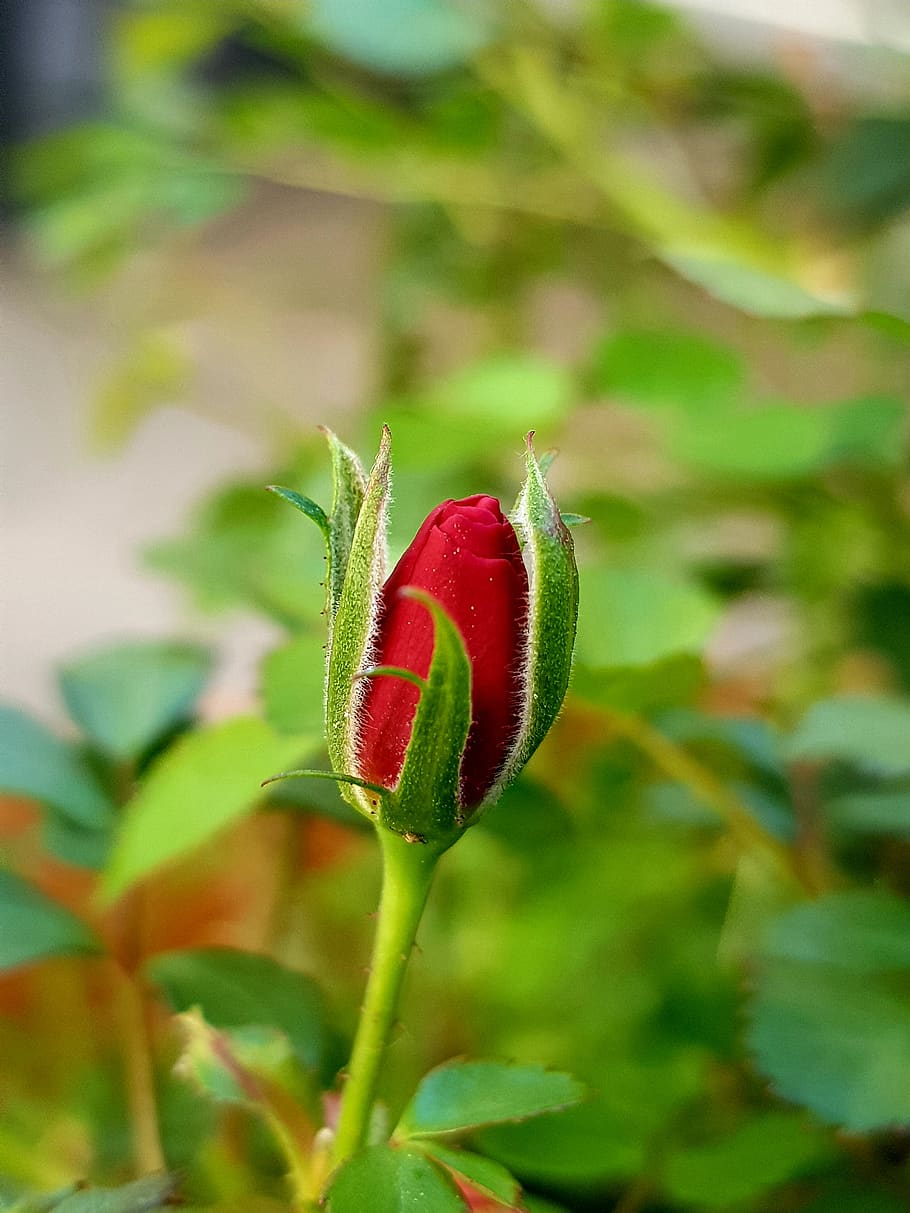 scholarship, rose, flower, close-up, plant, growth, red, leaf, plant part, beauty in nature