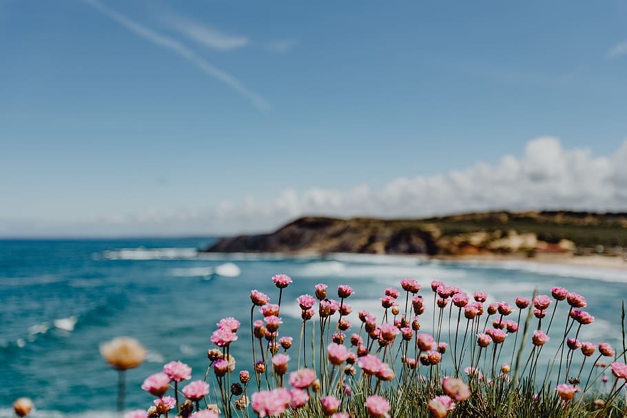 кластер, розовый, цветы, рост, океан, край, португалия, пляж, берег, лето