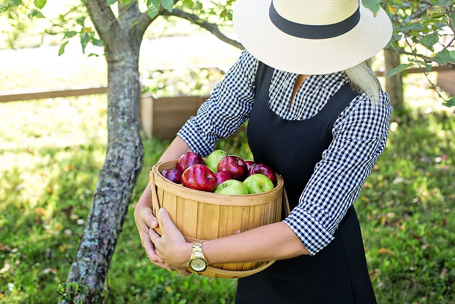 apples, basket of apples, woman, harvest, basket, fruit, food, healthy, nature, autumn