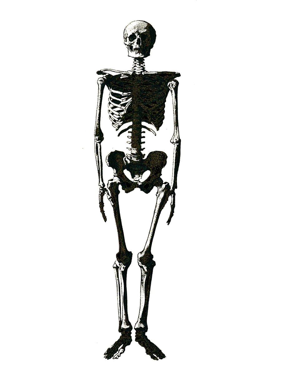 human, skeleton, bones, graphics, studio shot, white background, cut out, indoors, copy space, art and craft