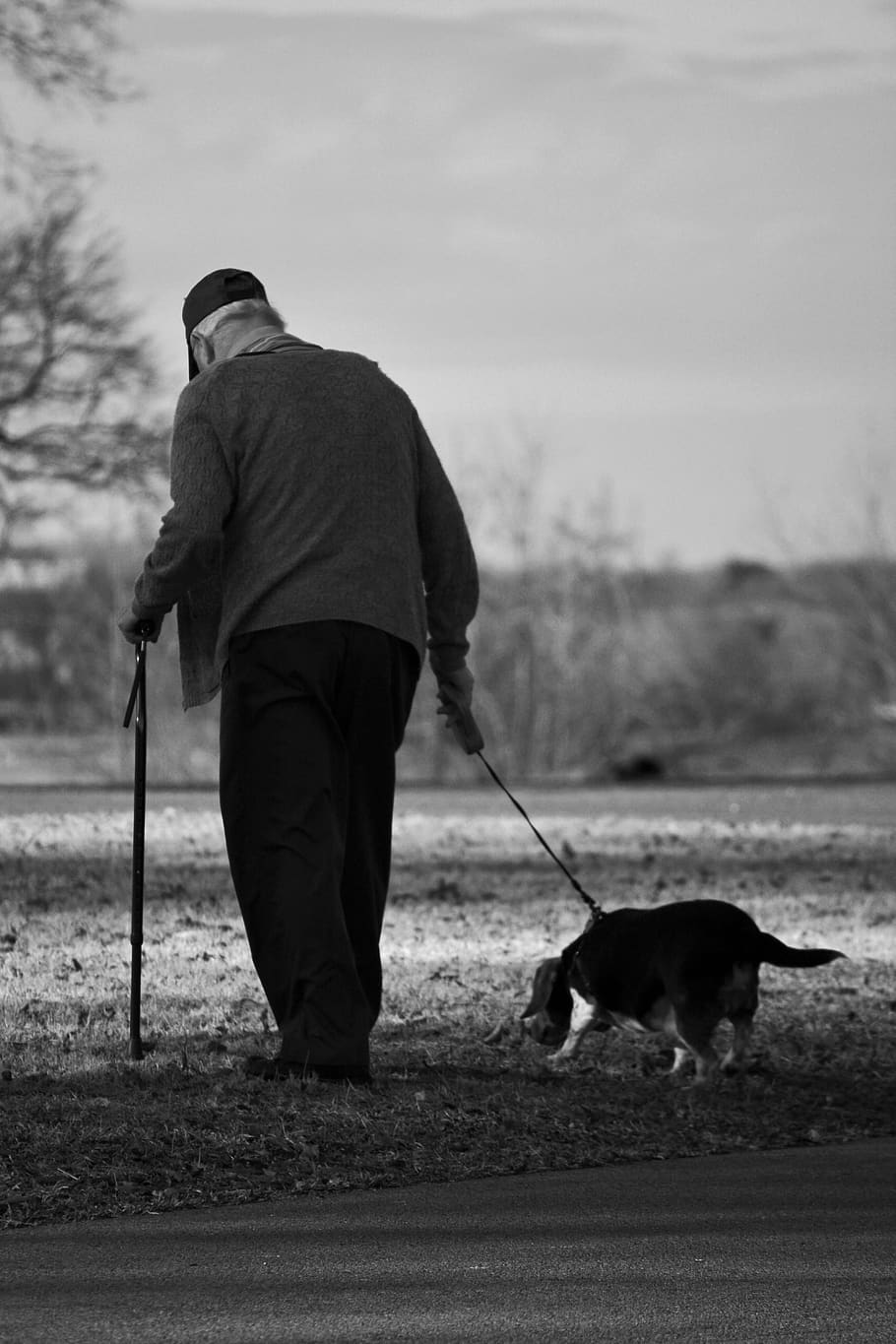 dog, old man, walk, elderly, pet, mammal, canine, one animal, domestic, pets