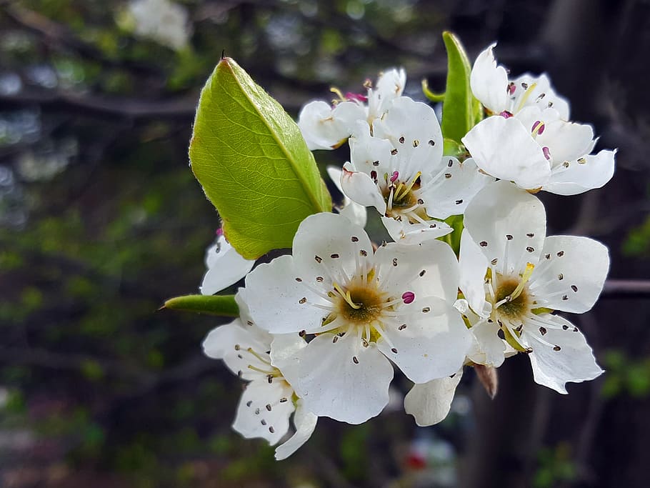 putih, bunga, apel kepiting, mekar, musim semi., apel bunga mekar pohon apel bunga, bunga apel, bunga mekar, gambar bunga apel, bunga putih