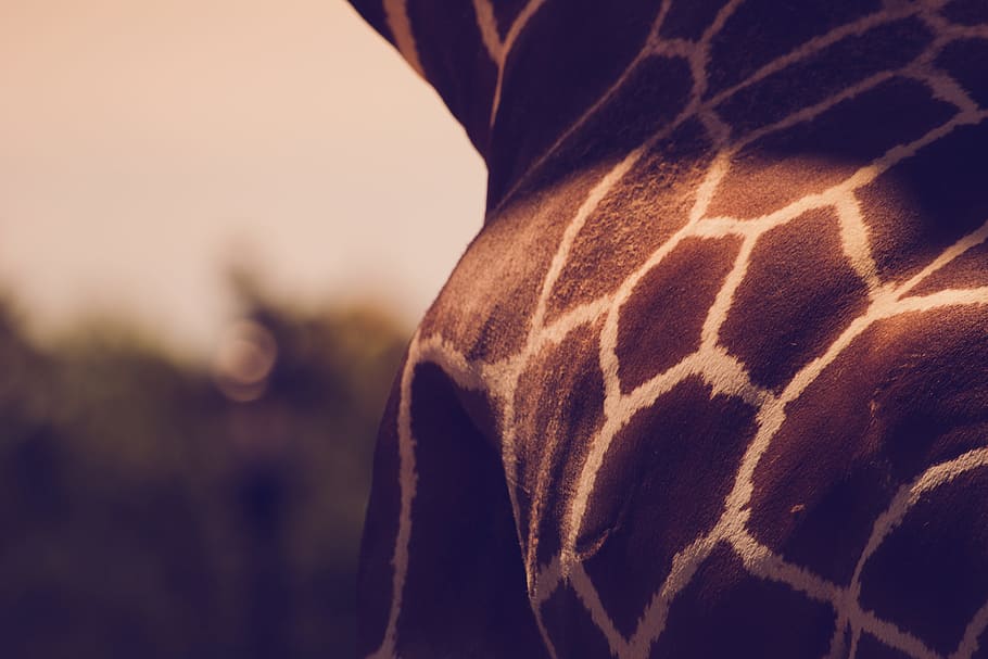 giraffe, animals, spots, close-up, focus on foreground, human body part, one person, midsection, adult, textile