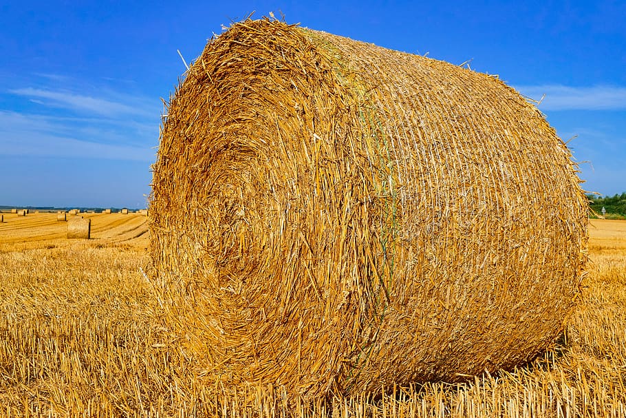 straw, bundle, normandy, hay, fields, harvest, agriculture, field, bale, land