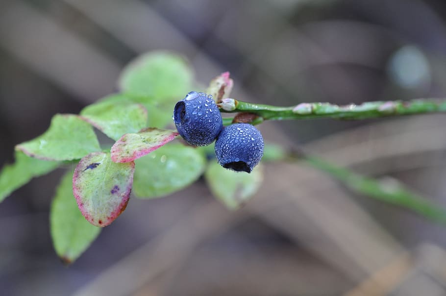 blueberry, forest, berry, food, blueberries, vegetable, delicious, power supply, season, vitamin