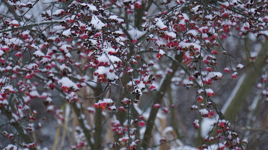 invierno, bayas, rojo, nieve, blanco, copos de nieve, naturaleza, planta, arbusto, invernal