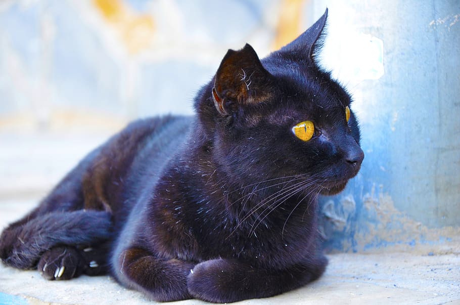 gato, gato negro, ojos de gato, favorito, dom, amigo, ojos, tranquilidad, el silencio, ensueño