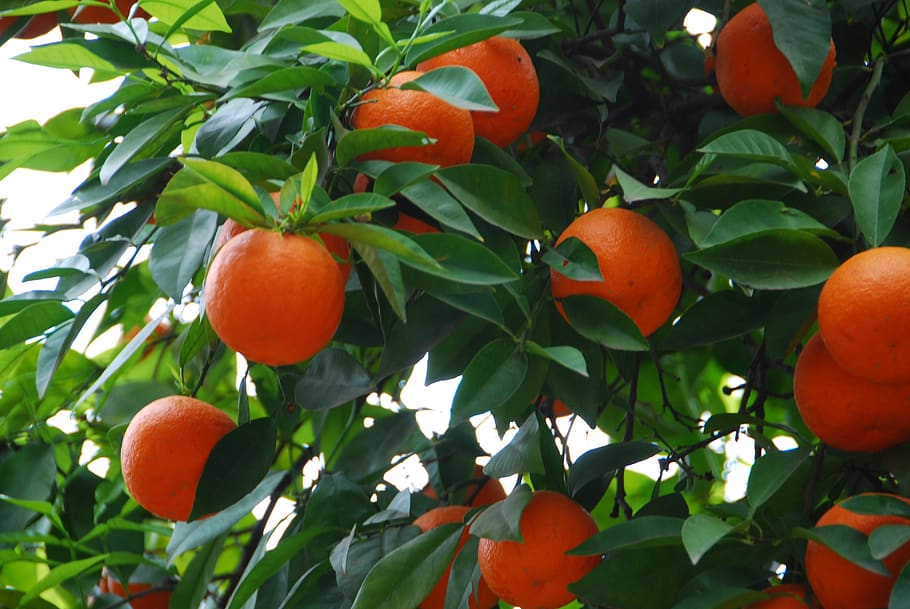 oranges, leaves, green, tree, fruit, food, sano, citrus fruits, vitamins, nature