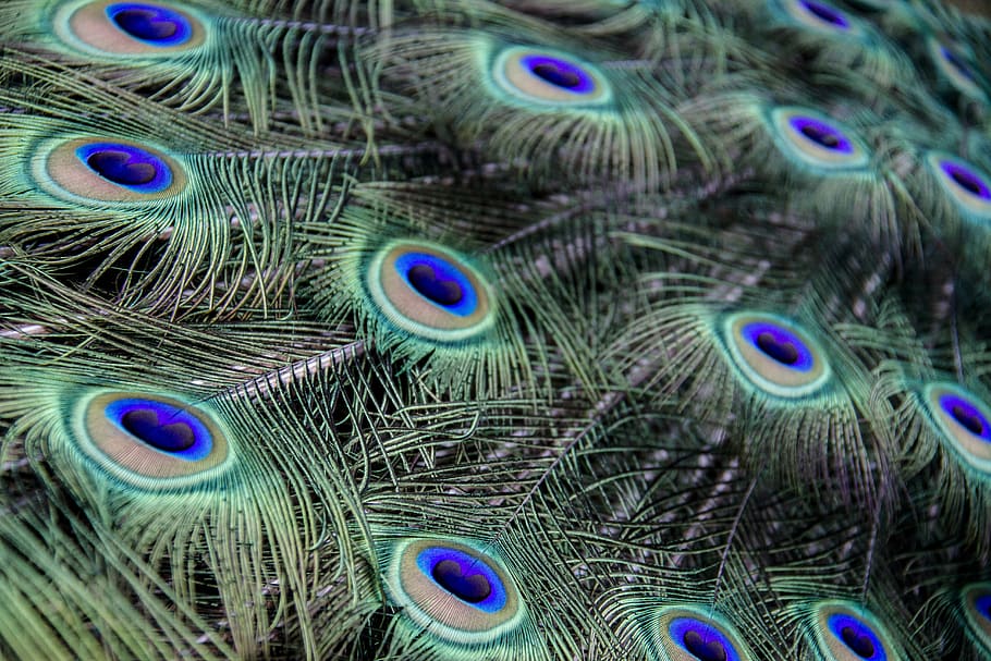 plumage, peacock, feather, colorful, bird, pattern, iridescent, gorgeous, green, exotic